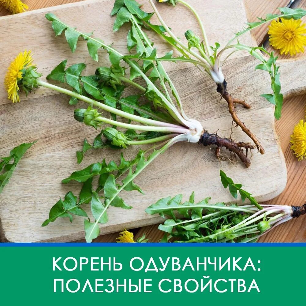 Корень одуванчика народная медицина. Корень одуванчика мочегонное средство. Корень одуванчика народная медицина. Одуванчика корни фитофарм. Настой корня одуванчика.