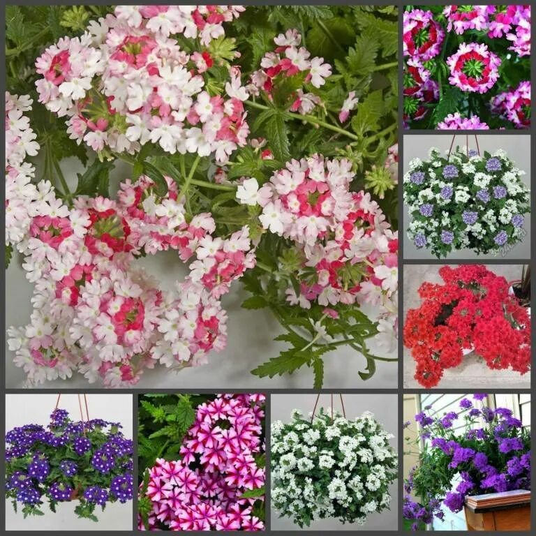 Вербена sun violet. Вербена вегетативная ампельная. Вербена вегетативная ампельная. Вербена ампельная. Вербена гибридная ампельная.