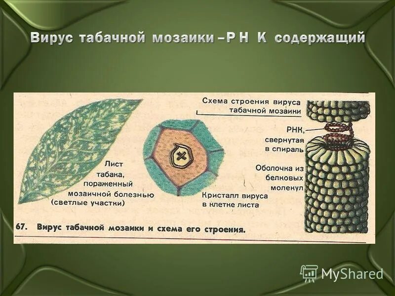 вирусы растений строение. строение вируса мозаичной болезни табака. вирусы неклеточные формы жизни строение. вирусы как неклеточная форма жизни. вирус табачной мозаики капсид.