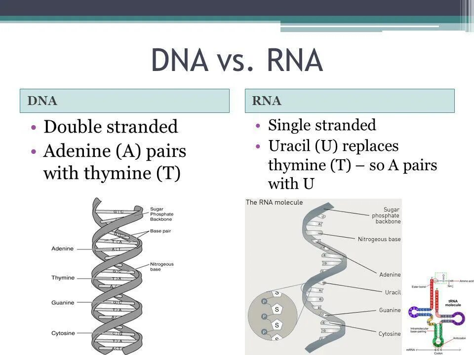 DNA vs RNA. DNA RNA thymine. RNA classes. RNA Strands.