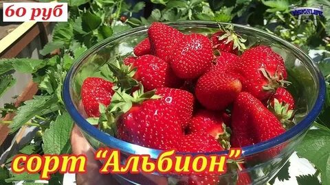Характеристики сорта альбион