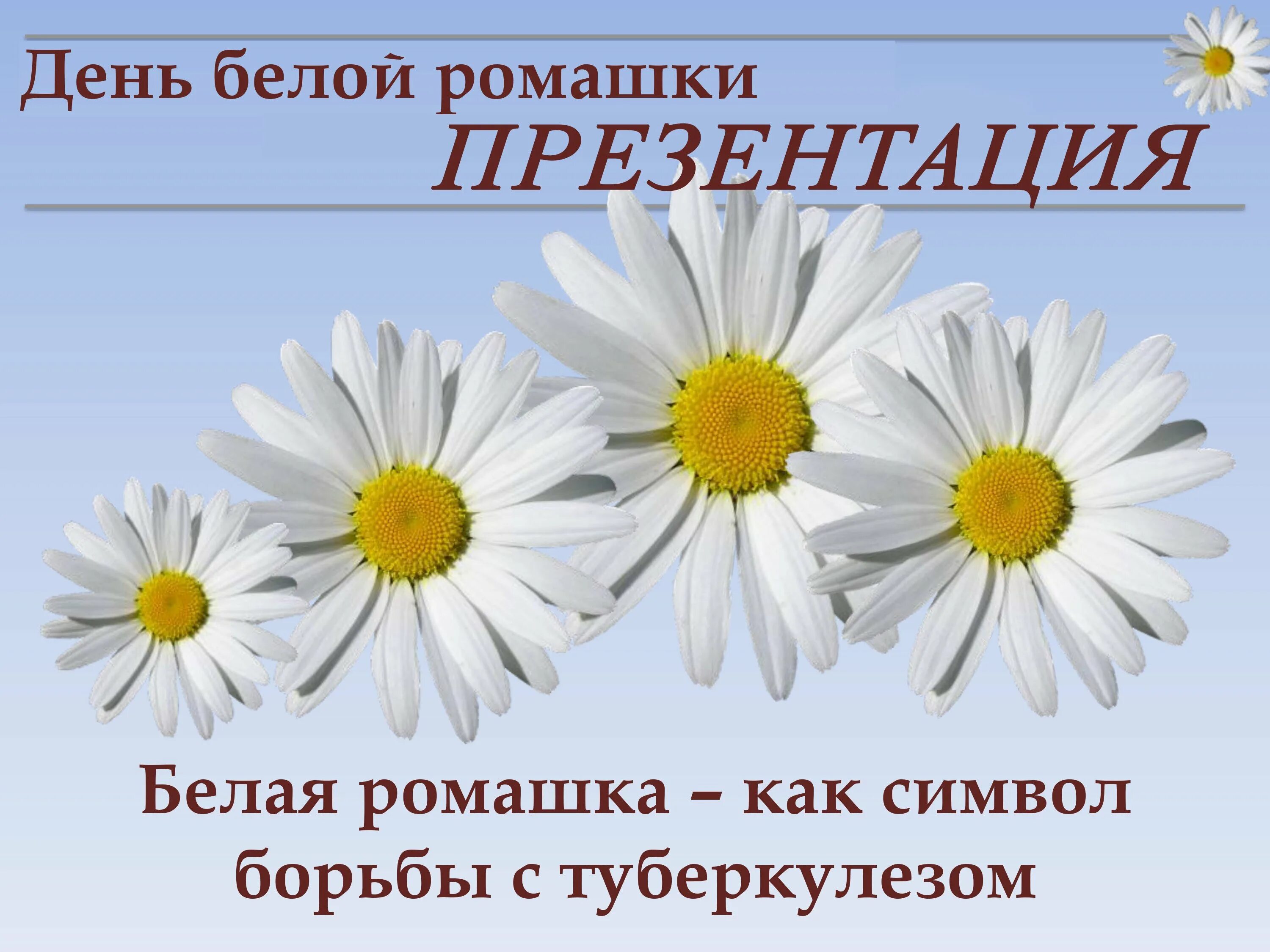 Какой цветок является символом всероссийского дня семьи. Ромашка символ борьбы с туберкулезом. Ромашка день борьбы с туберкулезом. Белая Ромашка день борьбы с туберкулезом. Белая Ромашка символ борьбы с туберкулезом.