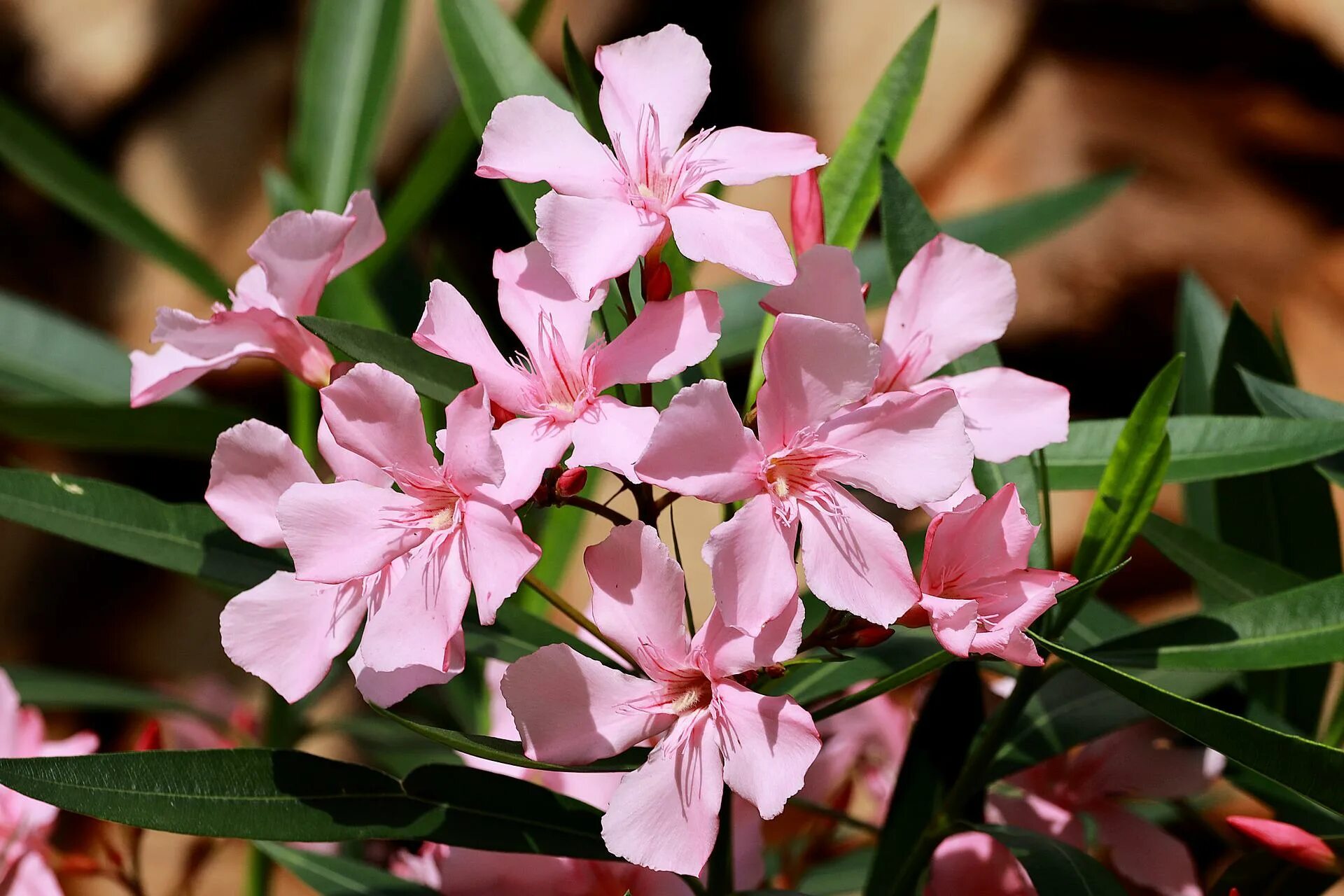Олеандр (nerium oleander). Олеандр картинка. Олеандр обыкновенный кустарники. Олеандр махровый. Олеандр картинка.