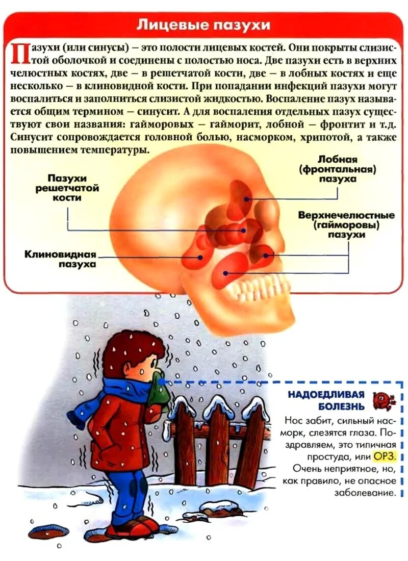 Обоняние и вкус при простуде