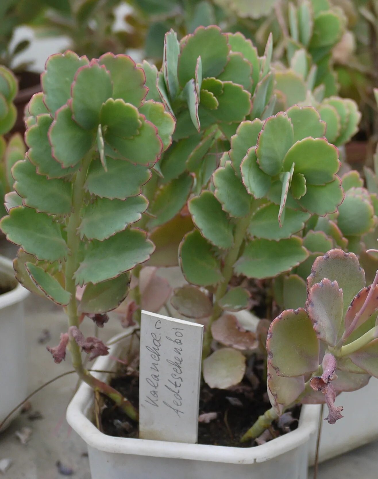 Каланхоэ федченко. Каланхоэ федченко цветет. Каланхоэ федченко (kalanchoe fedtschenkoi). Каланхоэ федченко бриофиллюм. Каланхоэ милотти.