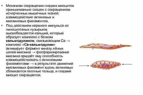 Способны к сокращению