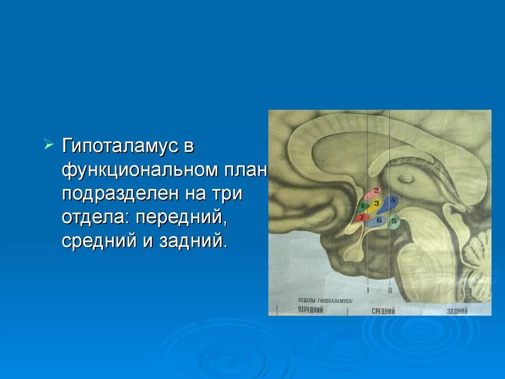 Задний гипоталамус функции. Гипоталамус. средний и задний гипоталамус. передний и задний гипоталамус. в гипоталамусе различают передний, средний, задний отделы.