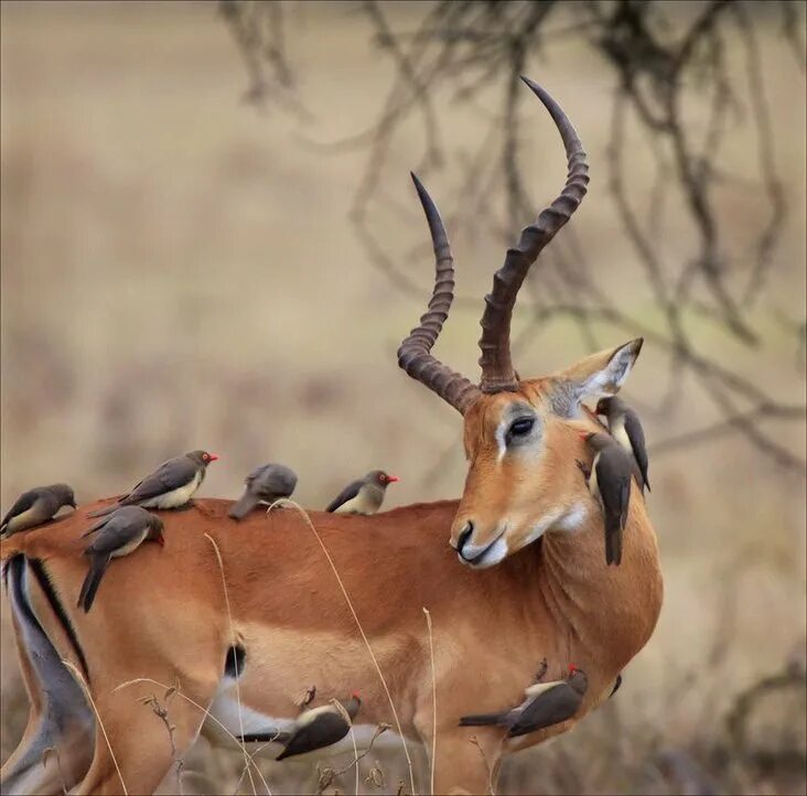 Wildlife ответы. Симбиоз антилопы. Животный мир. Симбиоз животных. Антилопа с птицей.