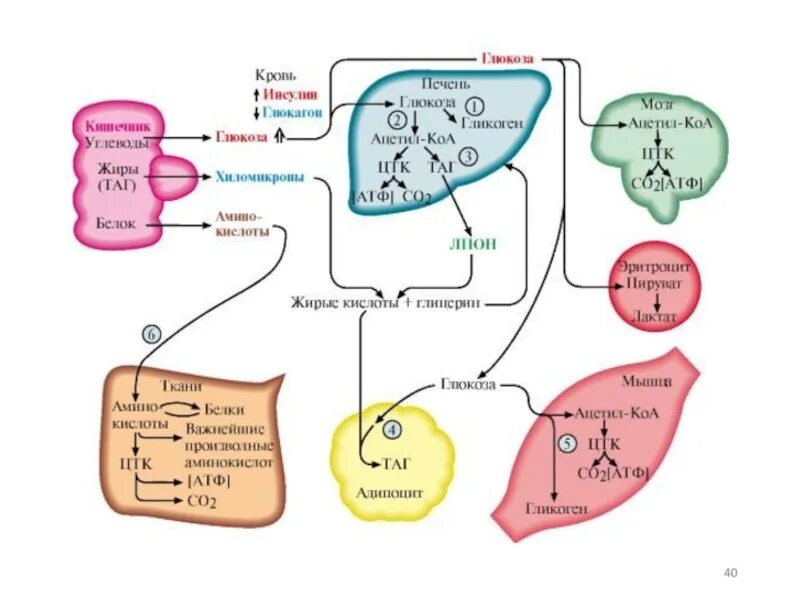 Печень это белок. Схема метаболизма Глюкозы в печени биохимия. Схема метаболизма углеводов биохимия. Основные пути метаболизма Глюкозы в печени. Регуляция обмена веществ схема биохимия.
