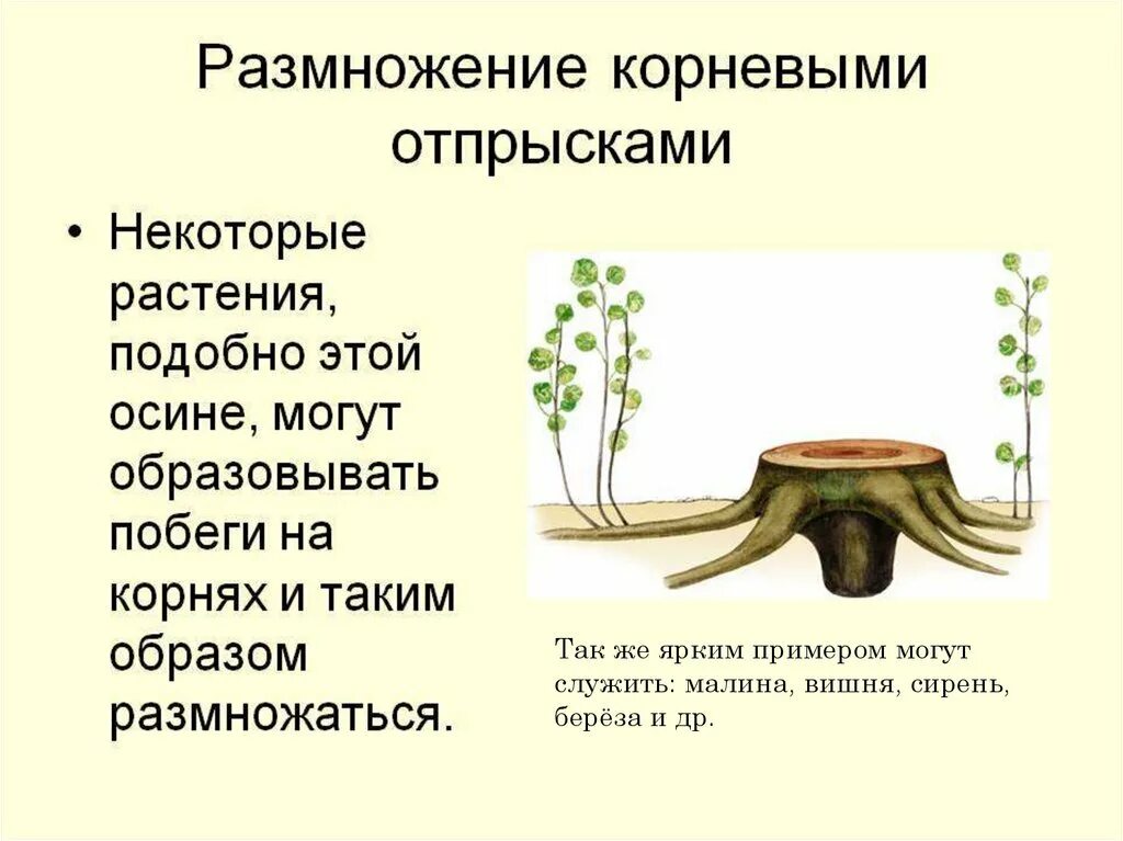 Размножение корневыми отпрысками. Размножение корневищами вегетативное размножение. Размножение отпрысками у растений. Вегетативное размножение корневыми отростками.