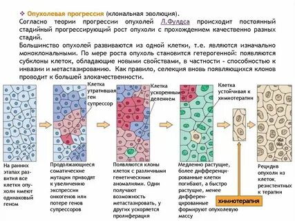 Пролиферация опухоли клеток