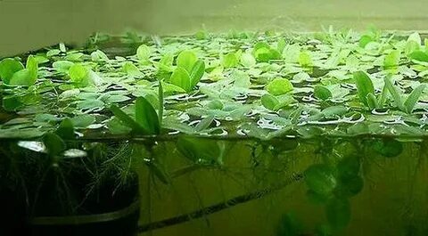 Растения на суше и в воде