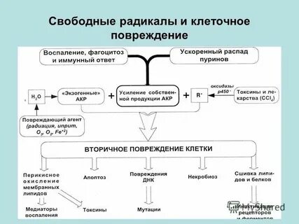 Повреждение клеток свободными радикалами