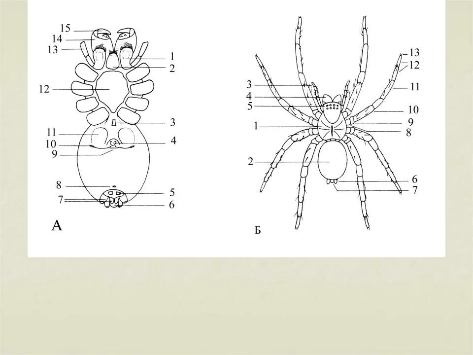 Паукообразные схема. Схема внешнего строения паука крестовика. Строение паука крестовика. Внешнее строение паука схема. Внешнее строение паука крестовика рисунок.