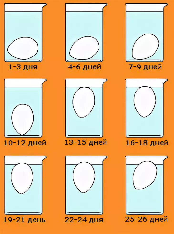 Как проверить свежесть куриного