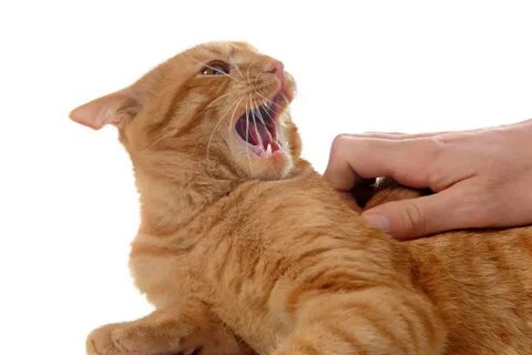 Petting your cat