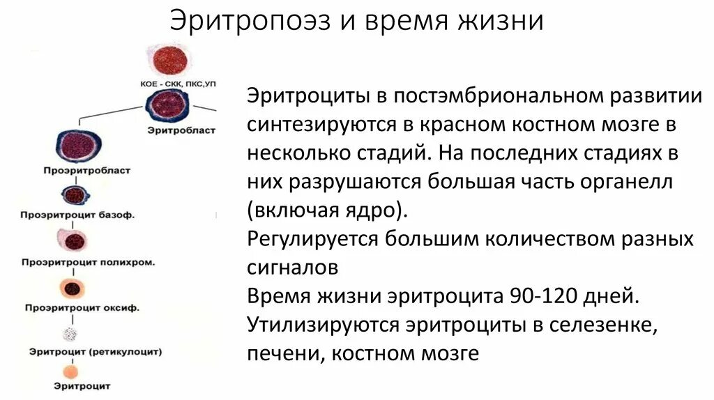 Зрелый эритроцит собаки сколько хромосом. Эритропоэз клетки. Эритропоэз схема этапы. Эритропоэз схема физиология. Созревание эритроцитов функции.