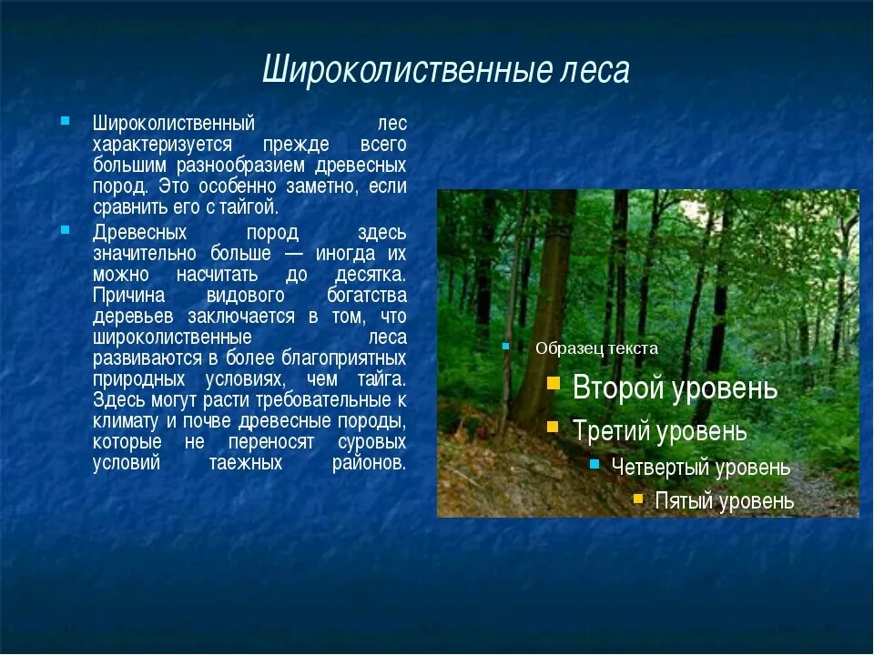 Зона лесов смешанные широколиственные. Зона широколиственных лесов 4 класс. Характеристика широколиственных лесов. Смешанные и широколиственные леса сообщение. Почвы зоны смешанных лесов в россии