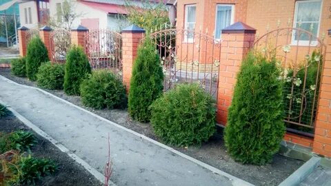 Туя брабант какое расстояние от забора