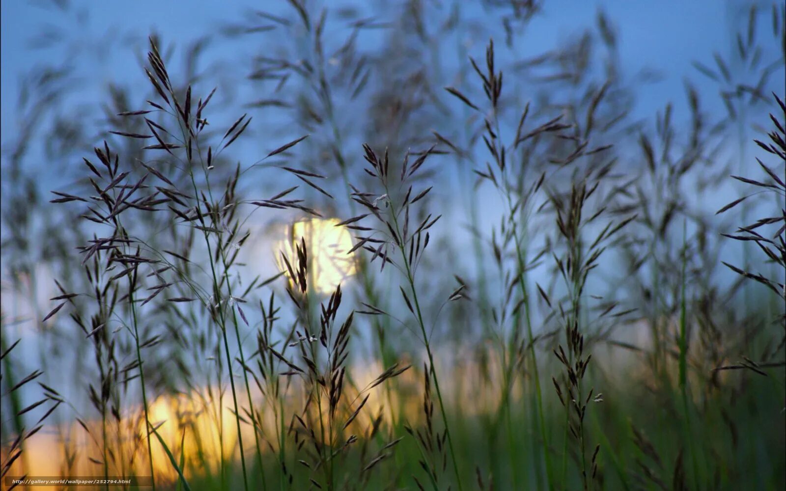 никнут травы. длинная трава. красивая трава. колыс трава. растения степи полынь.