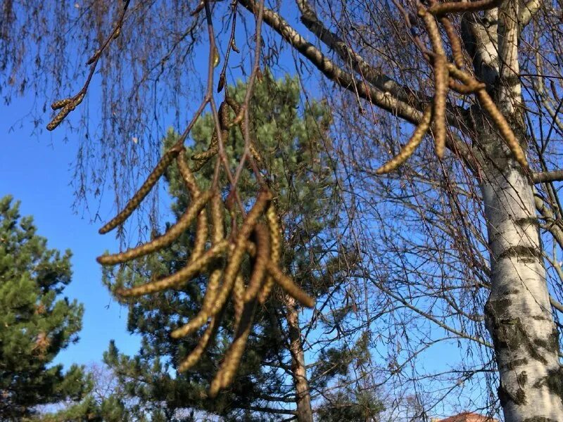 Картинки ОЛЬХА ПРИМОРСКАЯ ТИП