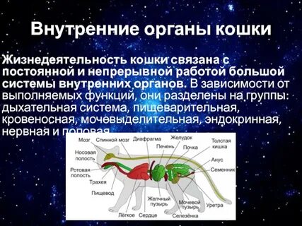 Строение внутренних органов кошки