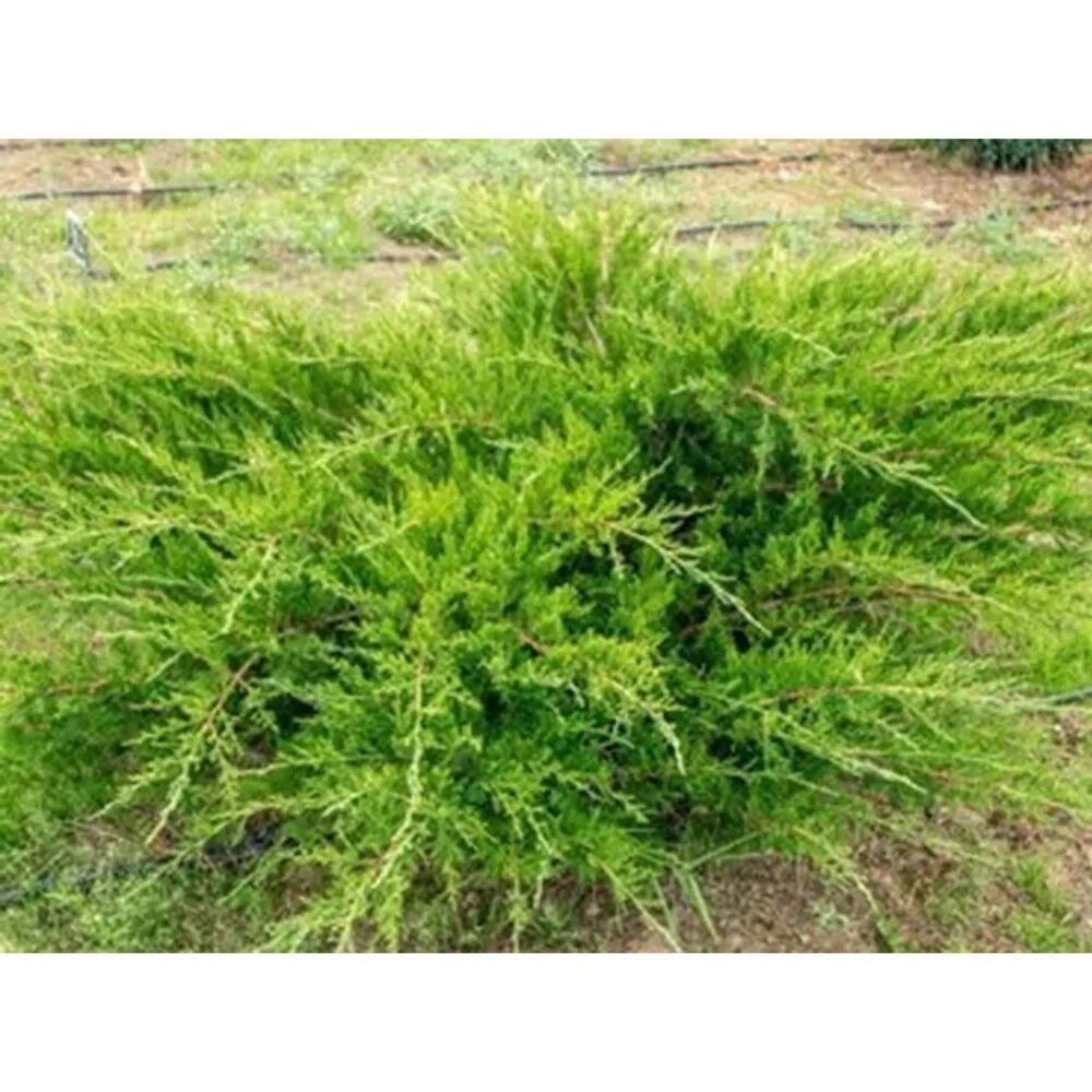 Выбрать Можжевельник средний Минт Джулеп Juniperus Mint Julep С5L недорого в Ека