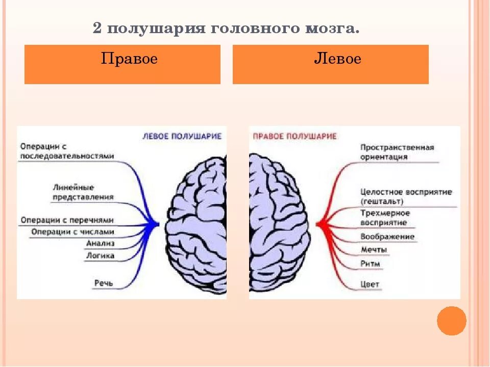 Строение и функции полушарий головного. Отделы головного мозга правое полушарие. Большие полушария головного мозга левое и правое. Левое полушарие головного мозга. Подкгарич голуовного мозжнв.