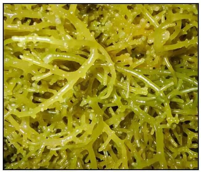 Гелидиум водоросль. Агар агар водоросли. Грациллярия водоросль. Что такое агар агар в биологии.