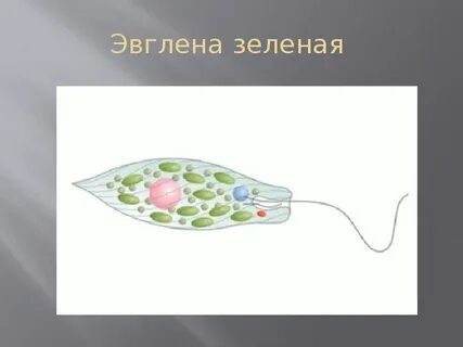 Эвглена зеленая какой хлорофилл