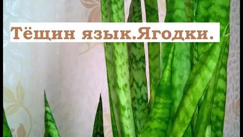 Тест тещин язык