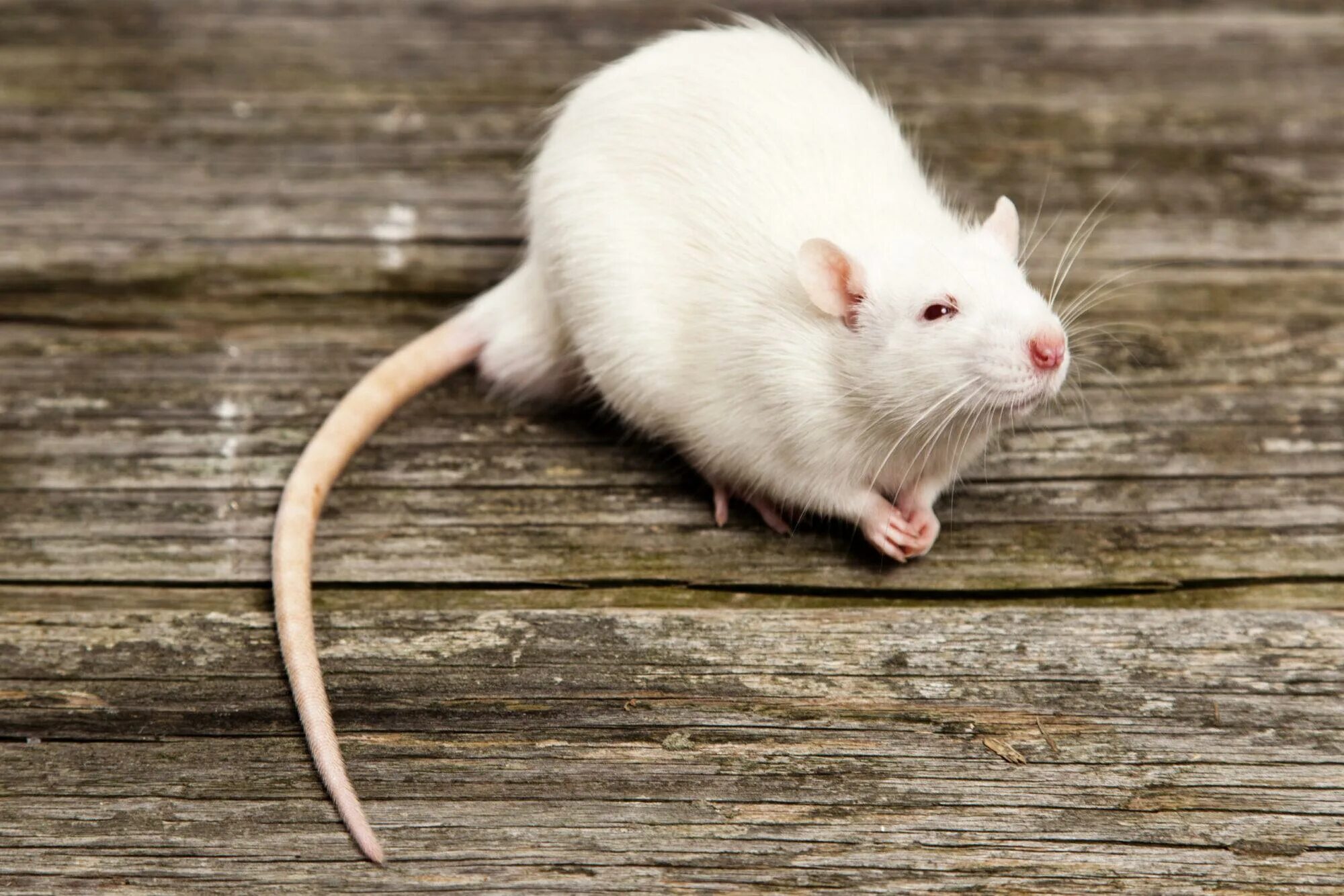 Домашние белые мыши. Крыса Дамбо альбинос. Дикая крыса альбинос. Крыса айвори. Белая крыса.