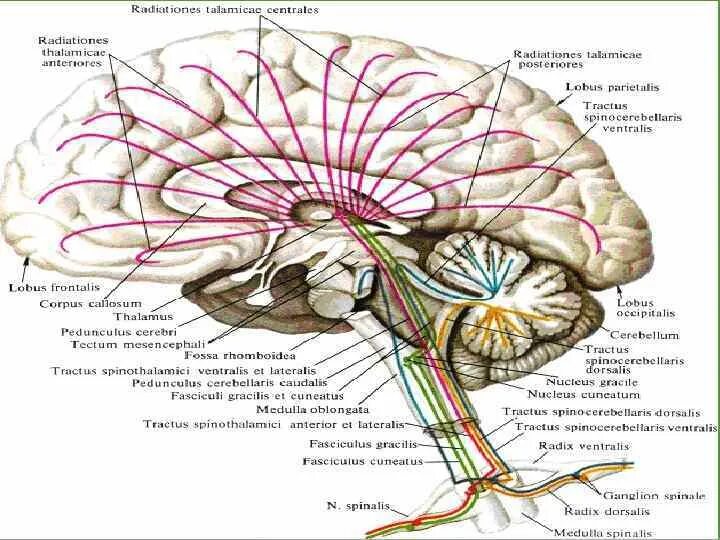 Проводящие пути головного мозга анатомия. Чувствительные проводящие пути спинного и головного мозга анатомия. Проводящие пути ствола головного мозга. Схема проводящих путей мозга. Проведенные на головном мозге