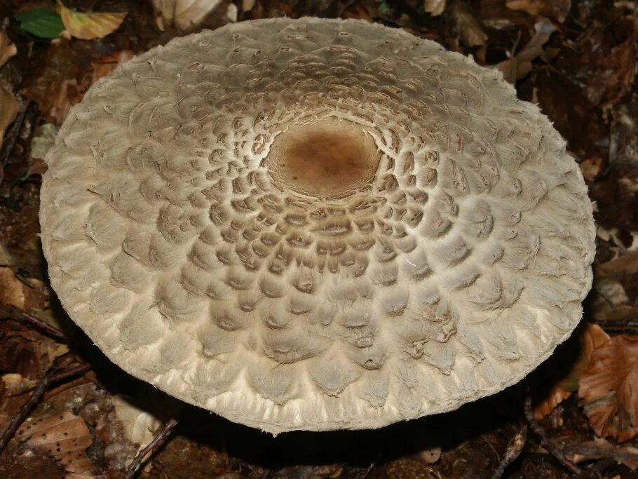 Free Images : nature, food, produce, laetiporus sulfureus, 2nd side, matsutake, 