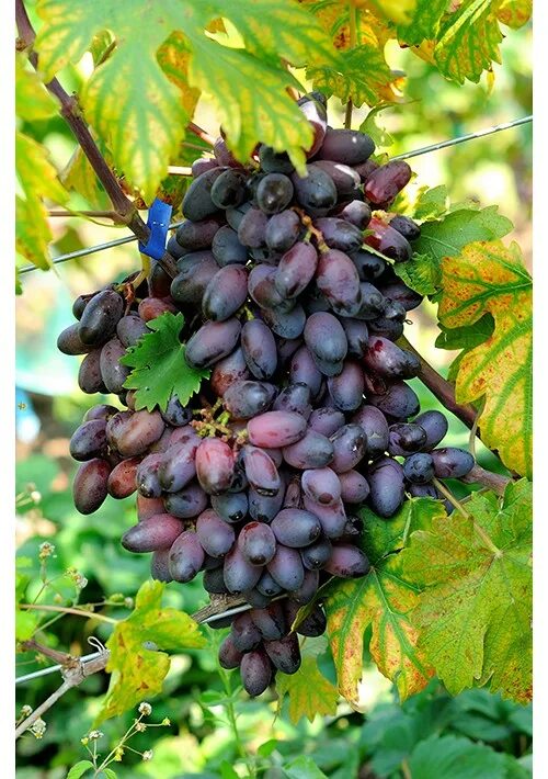 виноград эталон. фото сорта винограда эталон. сорт винограда эталон. виноград эталон описание сорта фото. саженцы винограда джованни.