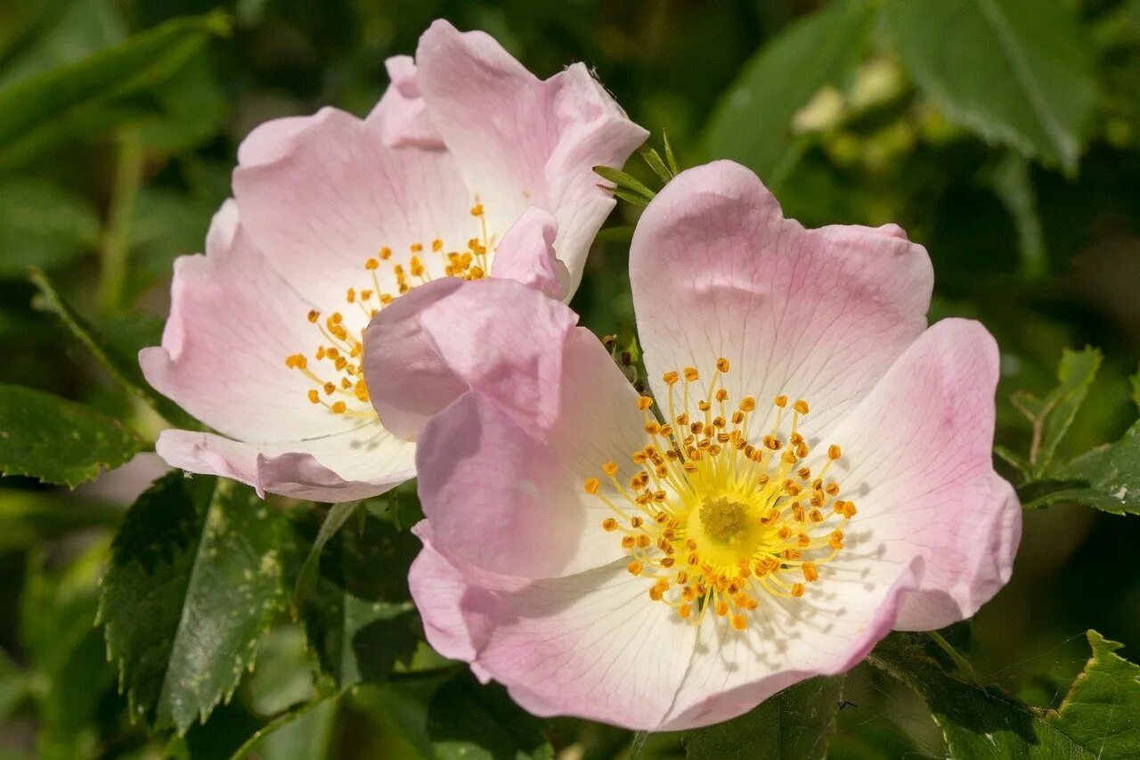 Rosaceae. Шиповник представитель семейства розоцветных. Rosaceae. Rosaceae. Rosaceae семейство.