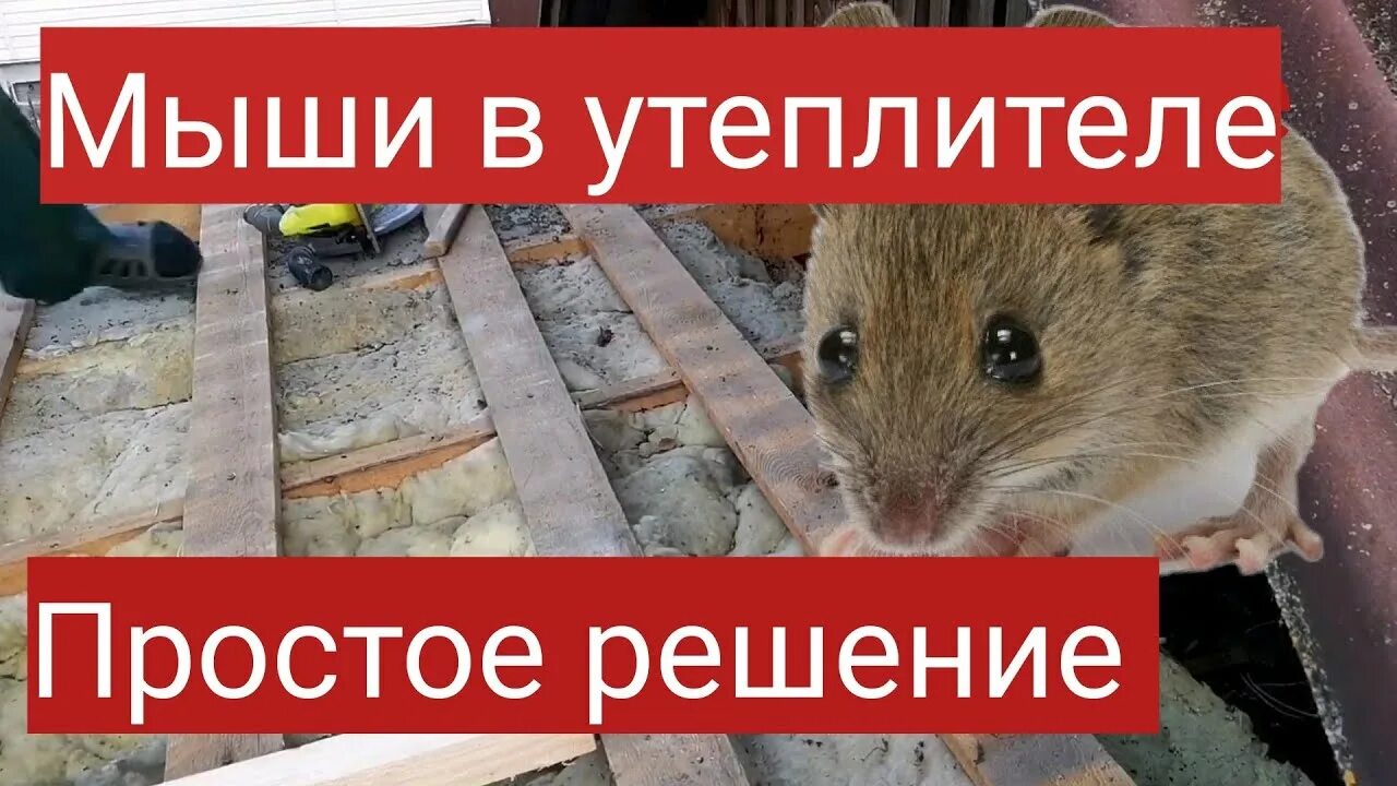 Пенопласт и мыши. Мыши в утеплителе. защита утеплителя от мышей. мыши в пенопласте. мыши в пеноплексе.