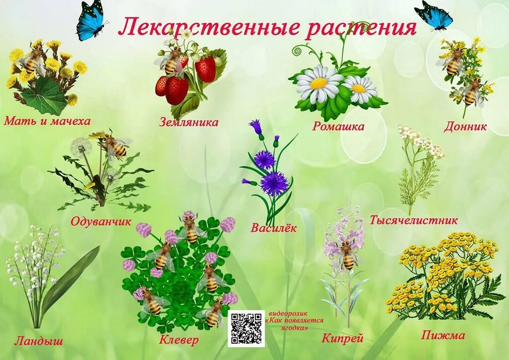 Растения для дошкольников. Плакат. Цветы. Растения в садике. Лекарственные растения в детском саду.