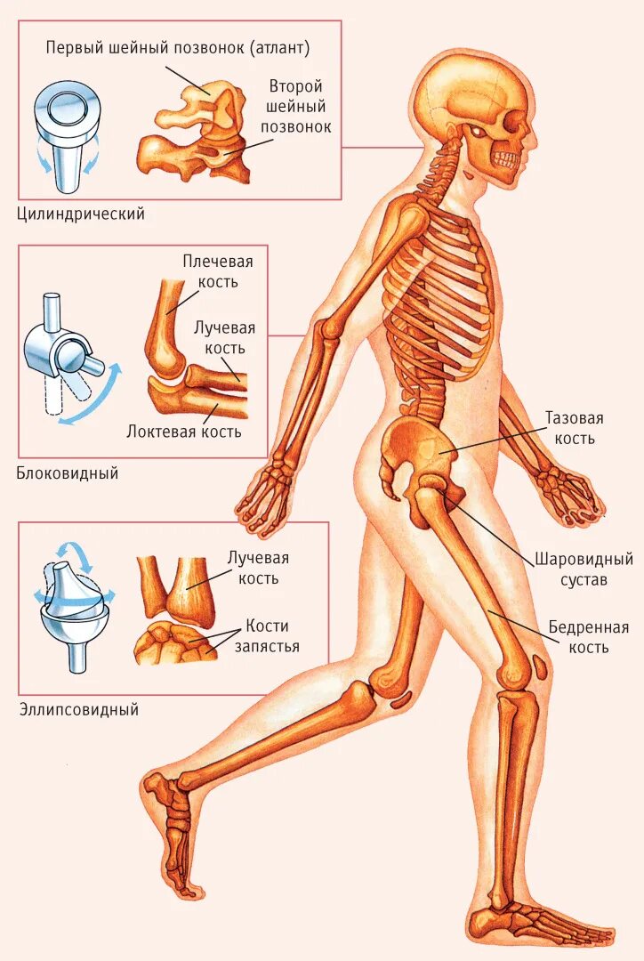 Суставы скелета человека. Туловище анатомия кости и суставы. Схема суставов человека. Название всех суставов человека.