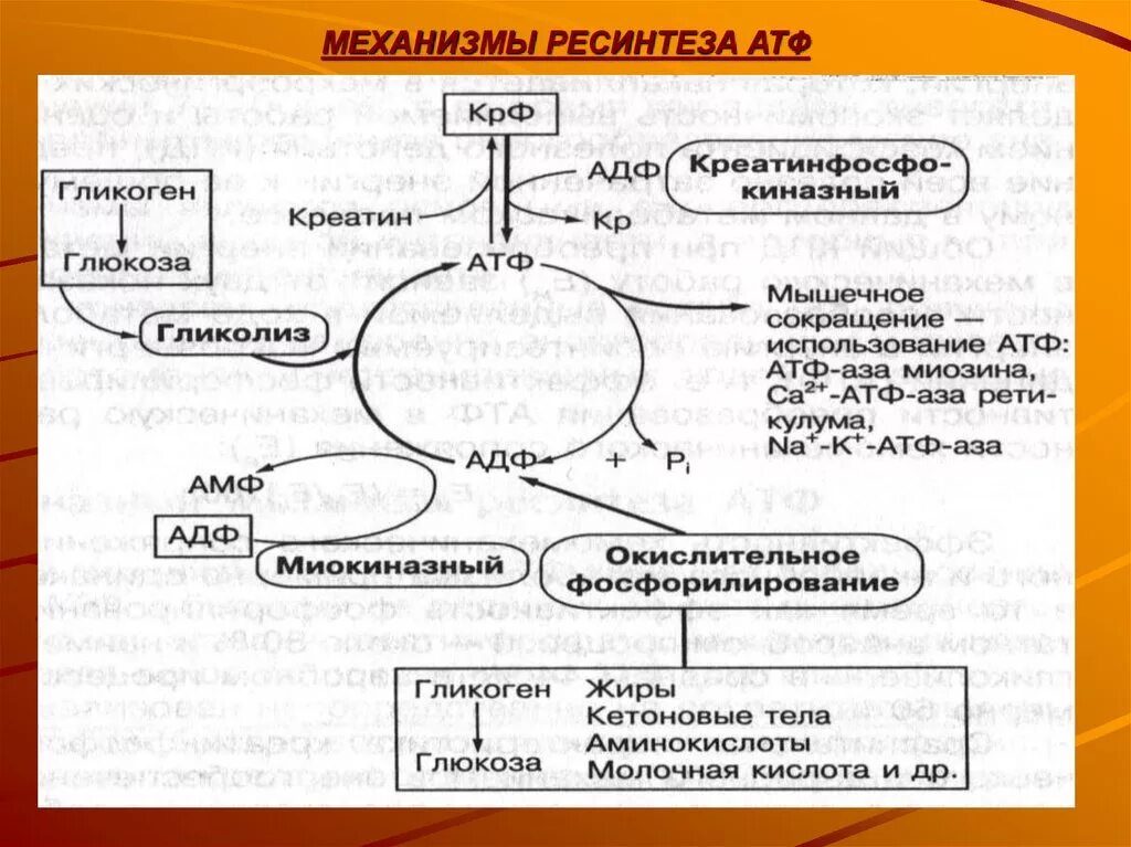 Анаэробный ресинтез атф. Аэробный механизм ресинтеза АТФ. Ресинтез АТФ В мышцах схема. Механизм образования АТФ В мышцах. Гликолитический путь ресинтеза АТФ схема.