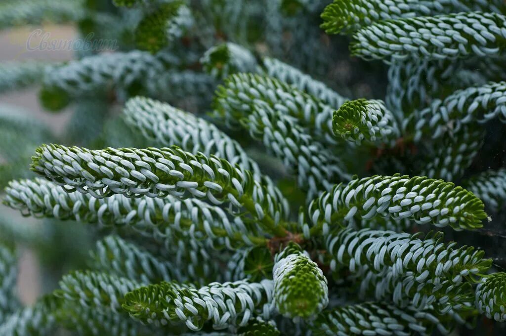 Пихта кудрявая. Пихта abies koreana. Пихта оберон. Ель abies koreana. Пихта koreana oberon.
