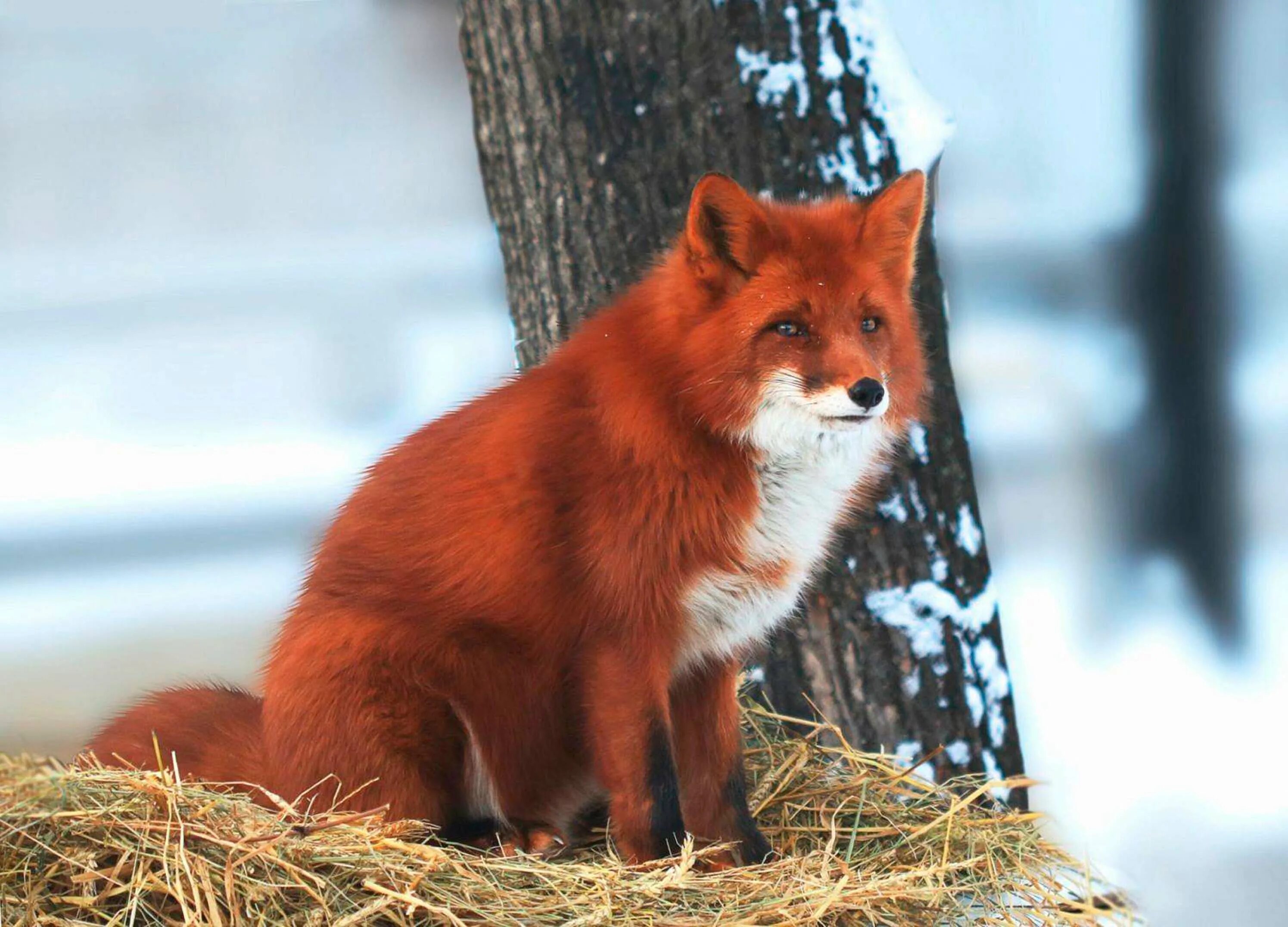 Fox цвет. Огнёвка Вятская лиса. Лиса окрас огнёвка Вятская. Лисица окраса Вятская огневка. Огневка Вятская лиса огневка.