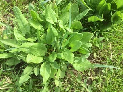 Как на своём огороде я нашла клад для здоровья и сохранения молодости Записки ко