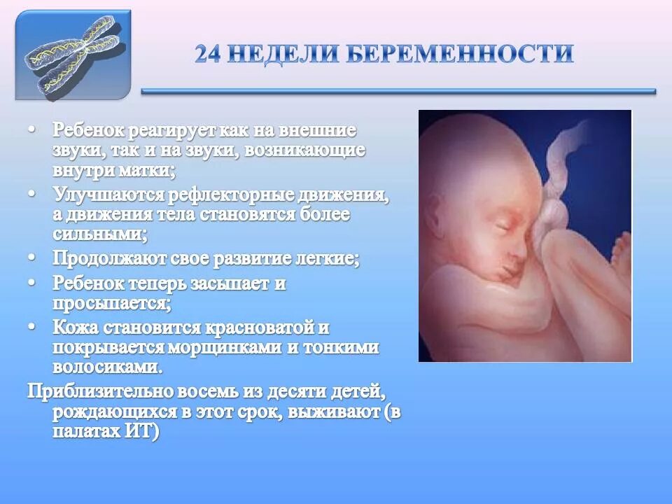 Почему на 24 недели