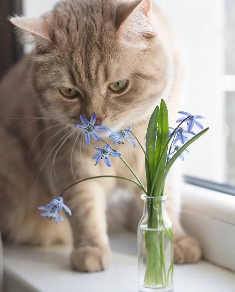 Кошка и подснежники. Весенние котята.