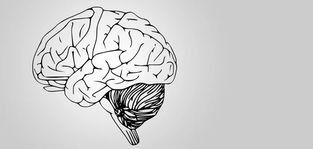 Мозг черно белый. Мозг рисунок черно белый. Контур мозга человека. Головной мозг вектор контур. Мозг векторное изображение.