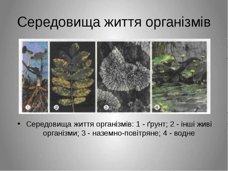 Середовища існування організмів. Живі організми. Наземно-водная среда обитания. Процеси життєдіяльності живих організмів вивчає. Живые существа организмы.