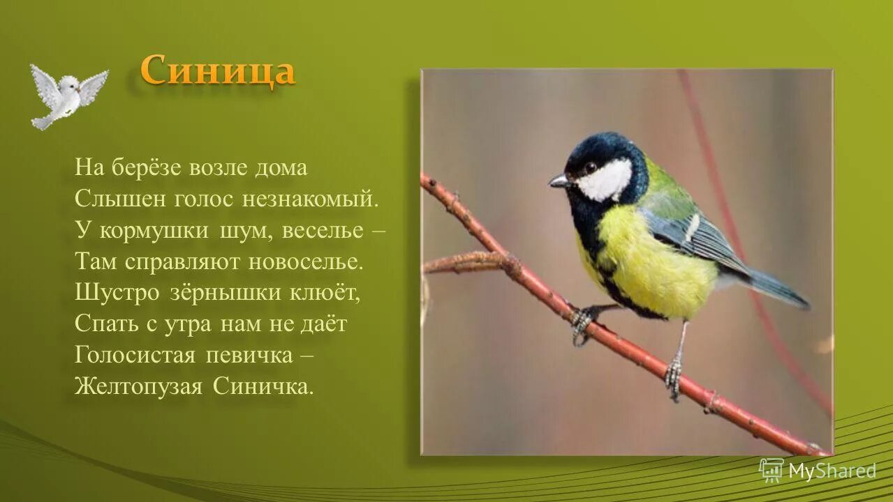 звуки синицы. синица зомби. как подает голос синица. далеко звенел голосок синицы —. как подает голос синица.