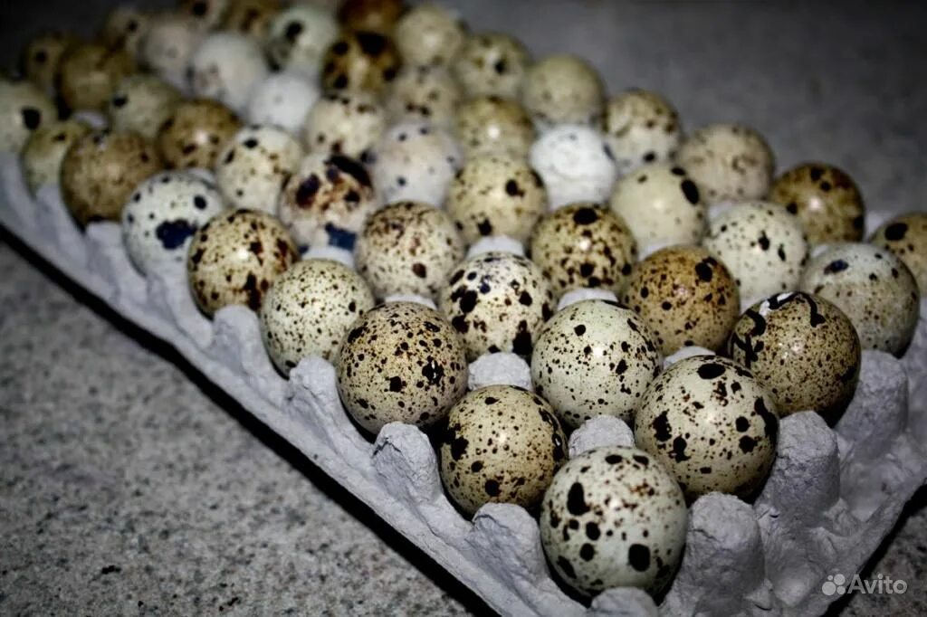 Яйца купить рязань. Яйца перепелов Манжуры. Яйцо перепелиное. Яйцо перепела. Яйцо перепелиное пищевое.