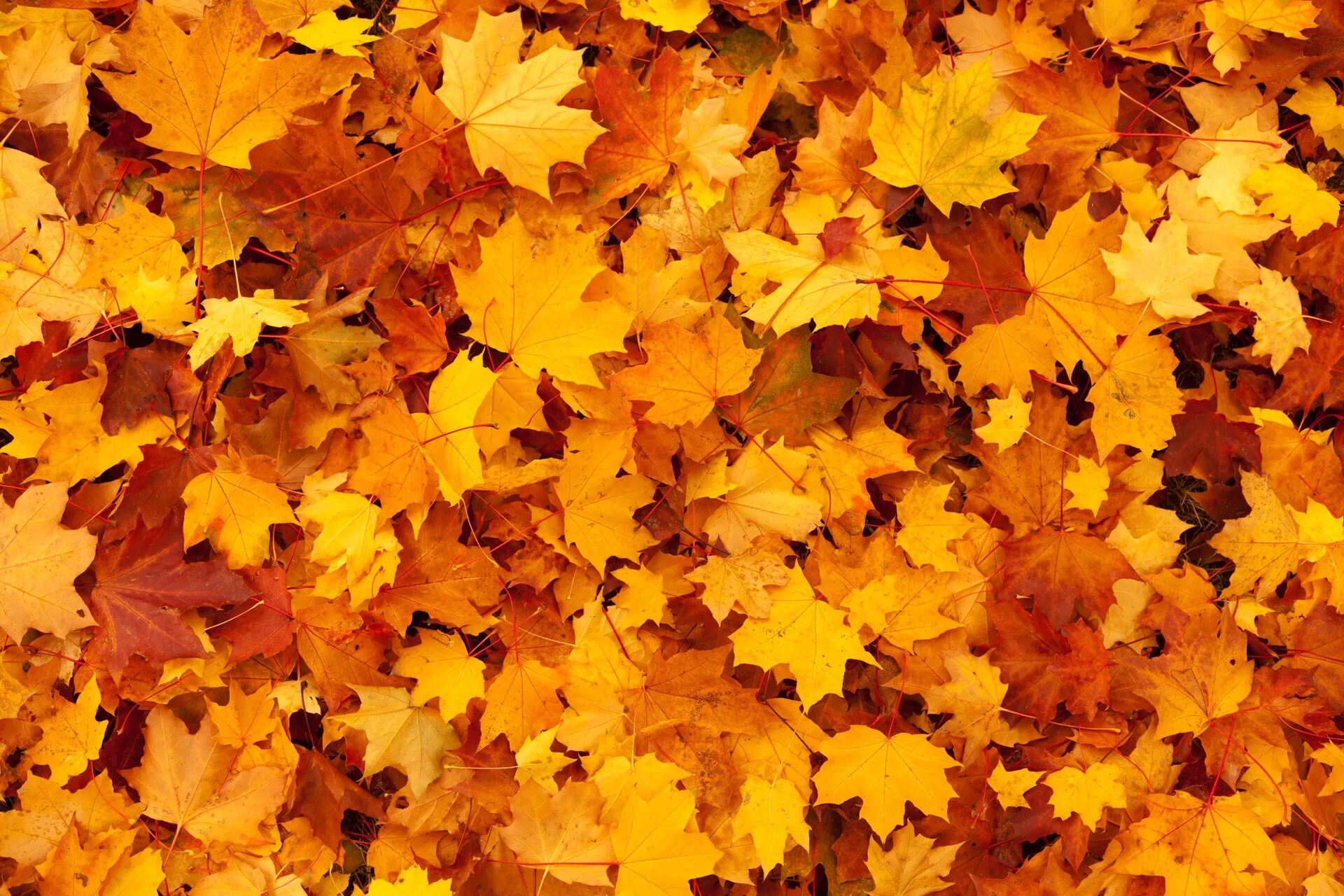 Золотом заполыхала листва. Осенний фон. Осенняя листва. Осенние листья фон. Желтый лист.